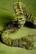 Watch Mongolian Death Worm Myflixer