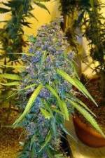 Watch Marijuana: It�s Time for a Conversation Myflixer