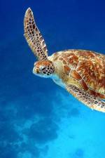 Watch Turtle Myflixer