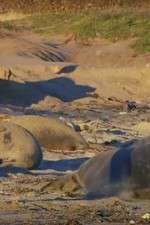 Watch Supergiant Animals Myflixer