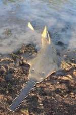 Watch National Geographic Hooked: Chainsaw Fish Myflixer