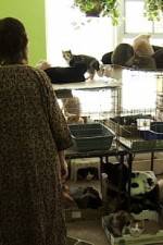 Watch Cat Ladies Myflixer