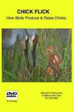 Watch Chick Flick How Birds Produce and Raise Chicks Myflixer