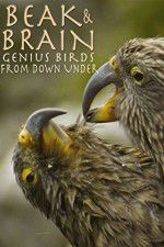 Watch Beak & Brain - Genius Birds from Down Under Myflixer