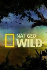 Watch Wild Tiger Queen Myflixer