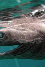 Watch Dinoshark Myflixer