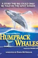 Watch Humpback Whales Myflixer