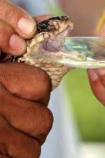 Watch History Channel Evolve:  Venom Myflixer