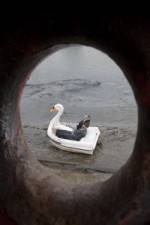 Watch Swandown Myflixer