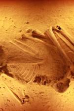 Watch Lost Cannibals of Europe Myflixer