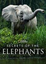 Watch Secrets of the Elephants Myflixer
