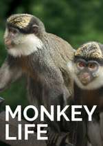 Watch Monkey Life Myflixer