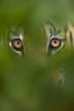 Watch Deadly Instincts Myflixer