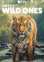 Watch The Wild Ones Myflixer