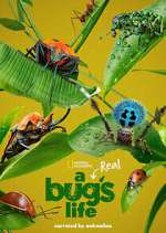 Watch A Real Bug's Life Myflixer