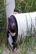 Watch Aussie Animal Island Myflixer