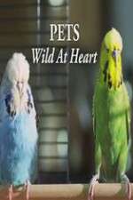 Watch Pets - Wild at Heart Myflixer