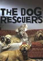 Watch The Dog Rescuers with Alan Davies Myflixer