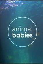 Watch Animal Babies Myflixer
