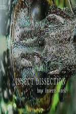 Watch Insect Dissection How Insects Work Myflixer