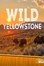 Watch Wild Yellowstone Myflixer