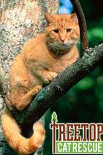 Watch Treetop Cat Rescue Myflixer
